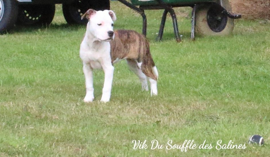 Du Souffle Des Salines - Chiot disponible  - American Staffordshire Terrier