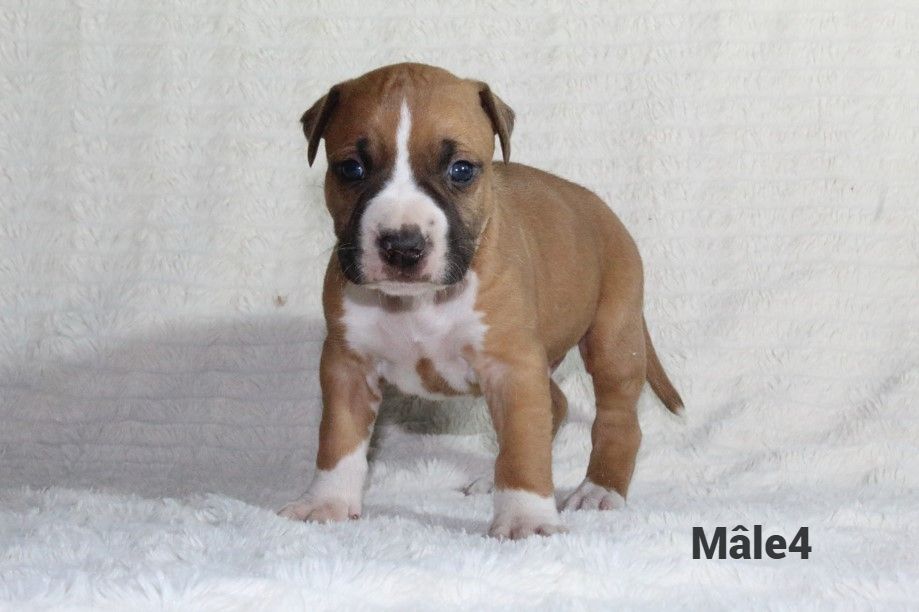 Du Souffle Des Salines - Chiots disponibles - American Staffordshire Terrier