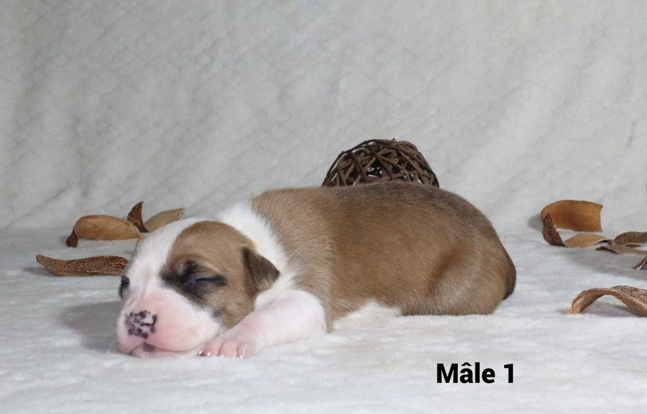 Du Souffle Des Salines - Chiots disponibles - American Staffordshire Terrier