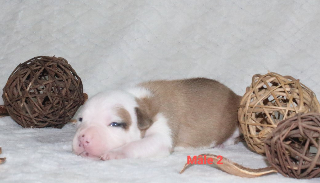 Du Souffle Des Salines - Chiots disponibles - American Staffordshire Terrier