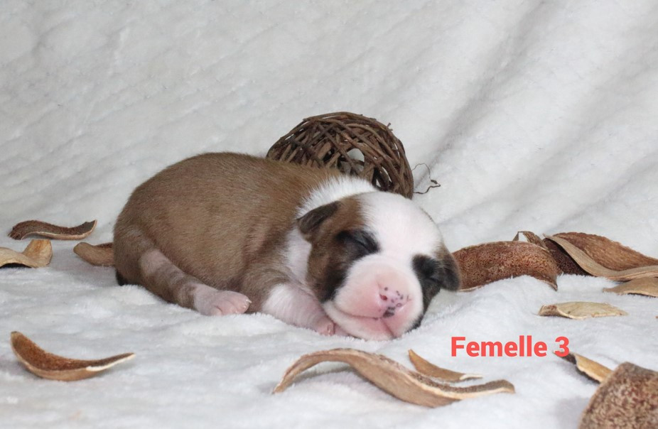Du Souffle Des Salines - Chiots disponibles - American Staffordshire Terrier