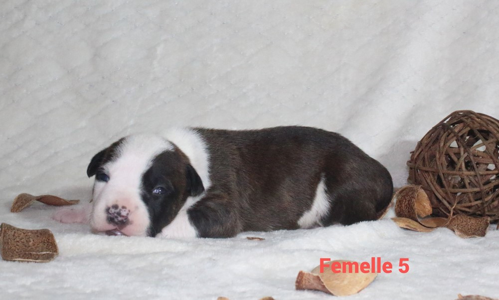 Du Souffle Des Salines - Chiots disponibles - American Staffordshire Terrier