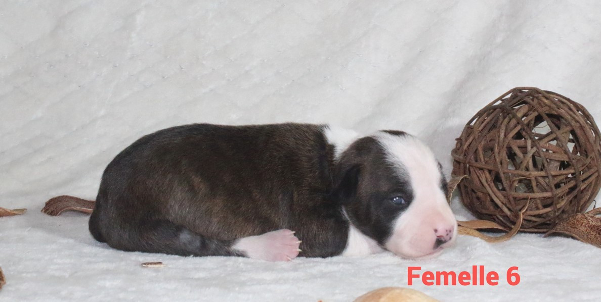 Du Souffle Des Salines - Chiots disponibles - American Staffordshire Terrier