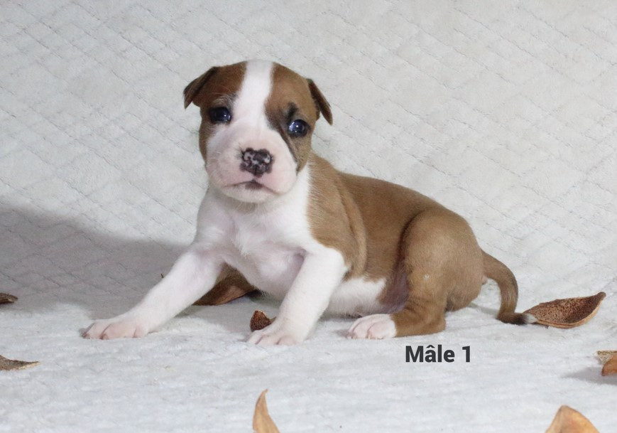 Du Souffle Des Salines - Chiots disponibles - American Staffordshire Terrier
