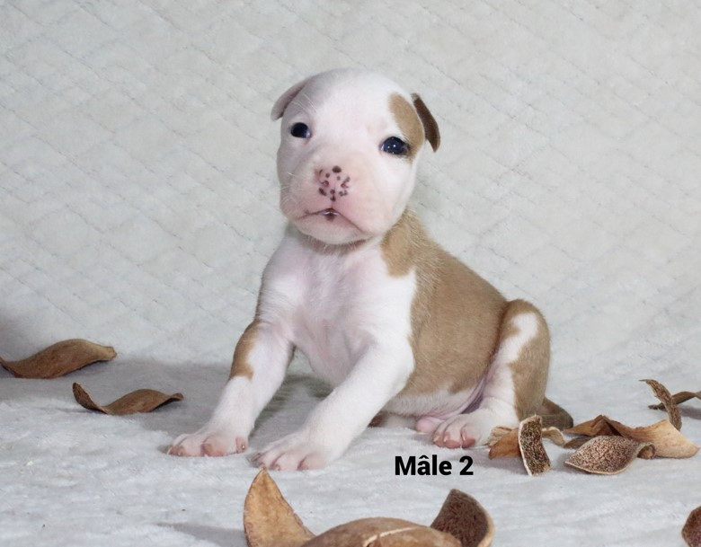 Du Souffle Des Salines - Chiots disponibles - American Staffordshire Terrier
