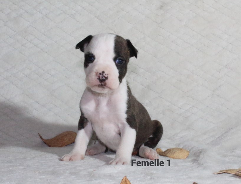 Du Souffle Des Salines - Chiots disponibles - American Staffordshire Terrier