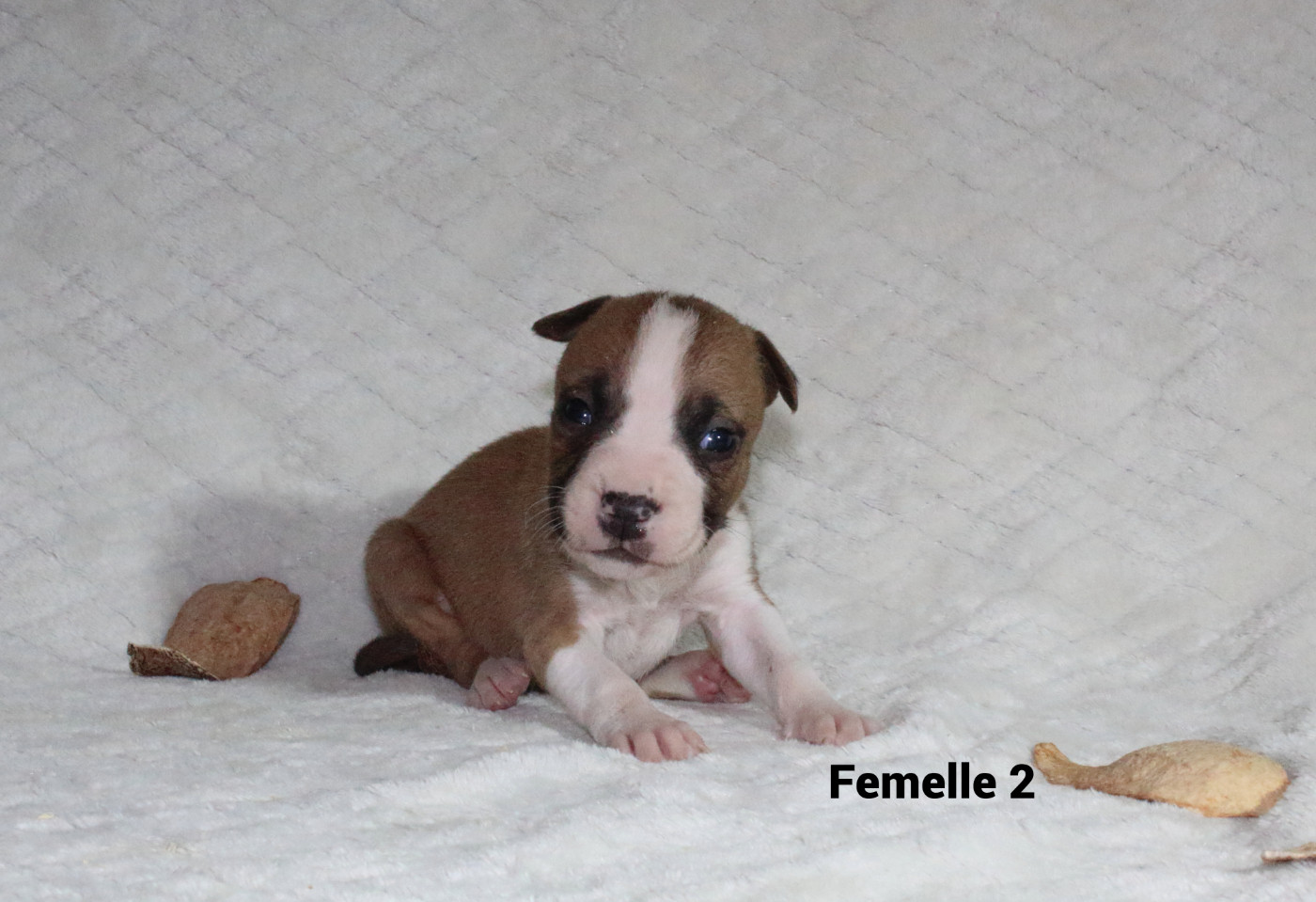 Du Souffle Des Salines - Chiots disponibles - American Staffordshire Terrier