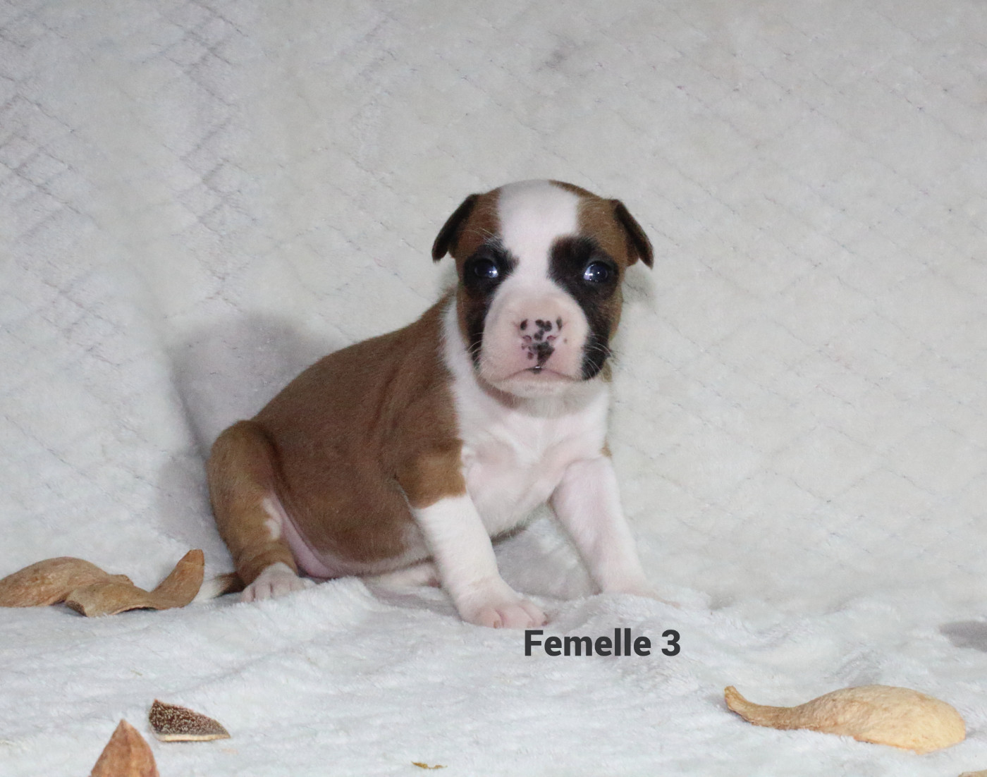 Du Souffle Des Salines - Chiots disponibles - American Staffordshire Terrier