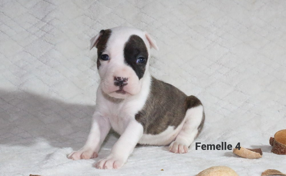 Du Souffle Des Salines - Chiots disponibles - American Staffordshire Terrier