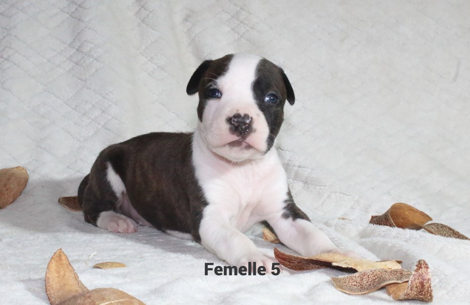 Du Souffle Des Salines - Chiots disponibles - American Staffordshire Terrier