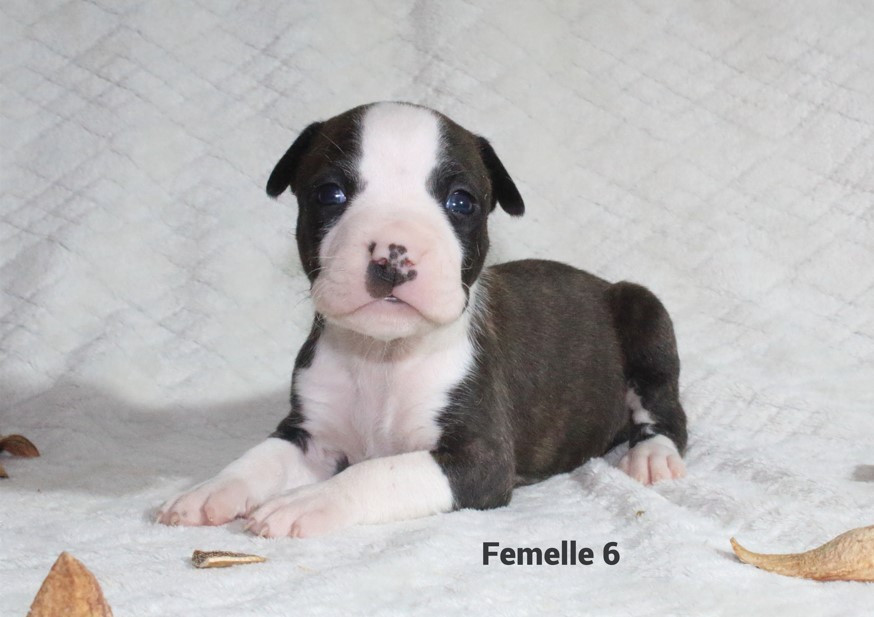 Du Souffle Des Salines - Chiots disponibles - American Staffordshire Terrier