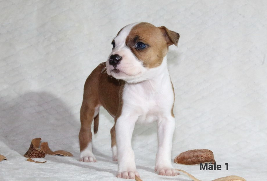 Du Souffle Des Salines - Chiots disponibles - American Staffordshire Terrier