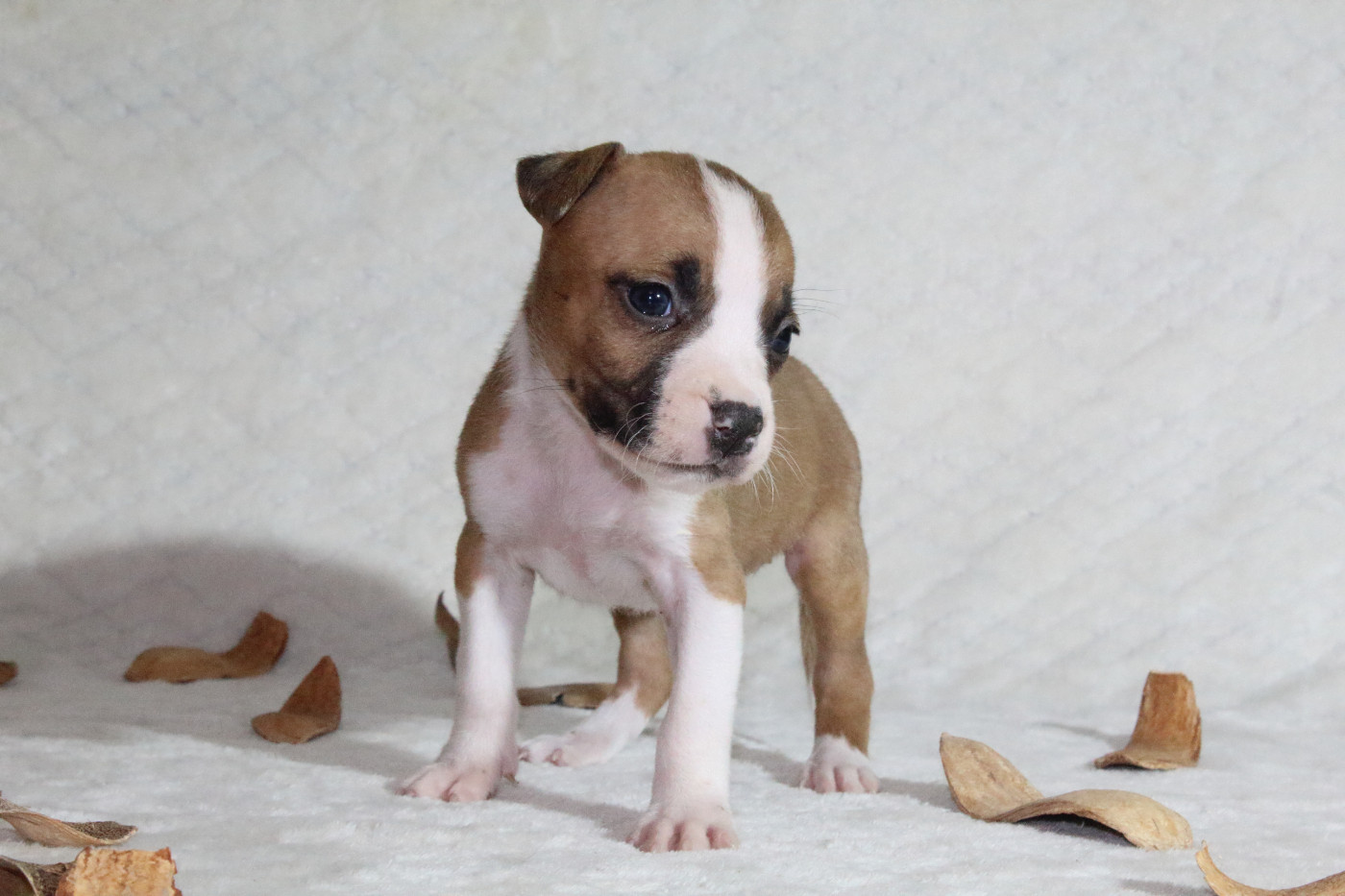Du Souffle Des Salines - Chiots disponibles - American Staffordshire Terrier