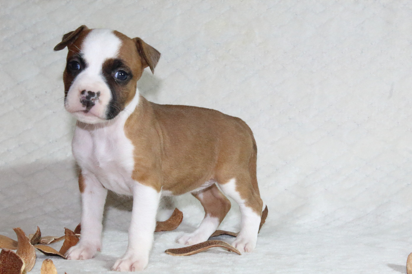 Du Souffle Des Salines - Chiots disponibles - American Staffordshire Terrier