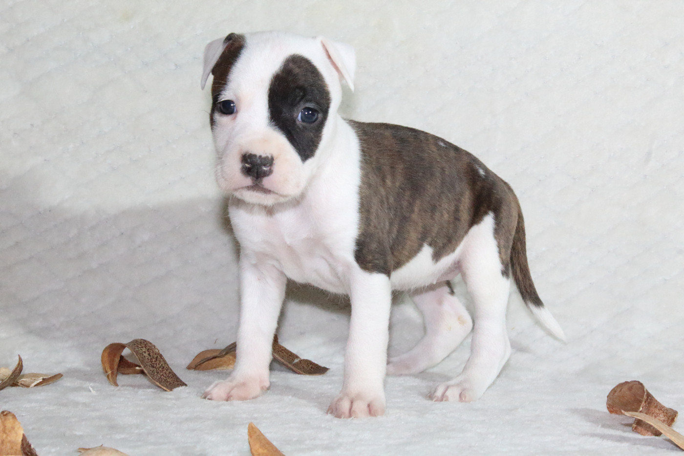 Du Souffle Des Salines - Chiots disponibles - American Staffordshire Terrier