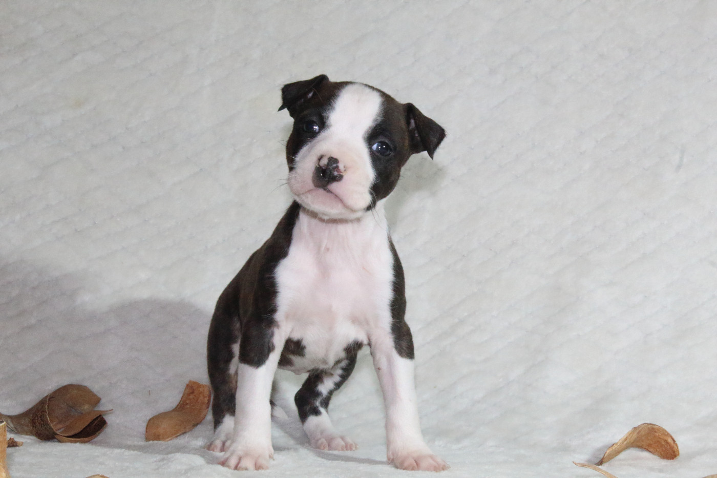 Du Souffle Des Salines - Chiots disponibles - American Staffordshire Terrier