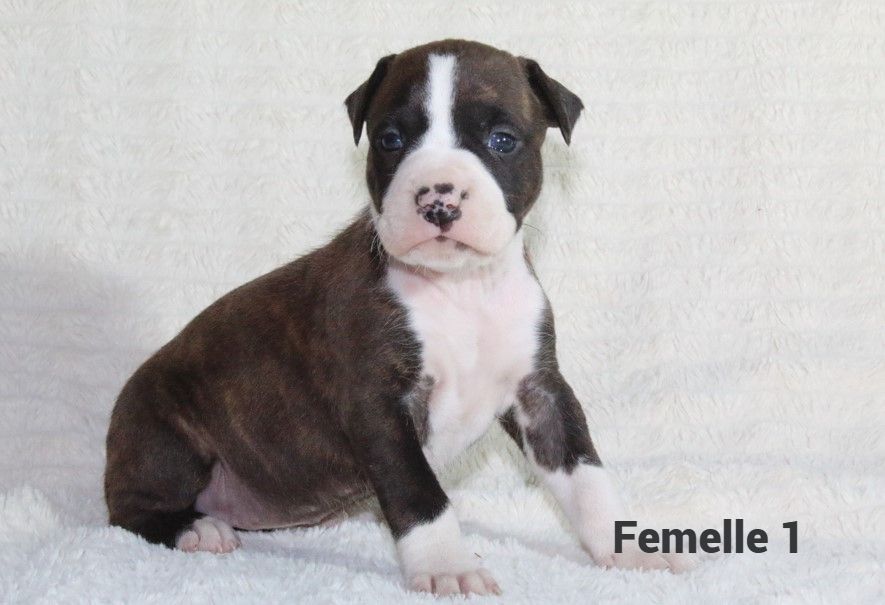 Du Souffle Des Salines - Chiots disponibles - American Staffordshire Terrier