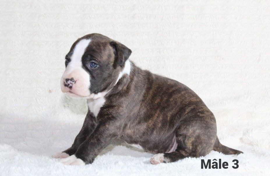 Du Souffle Des Salines - Chiots disponibles - American Staffordshire Terrier