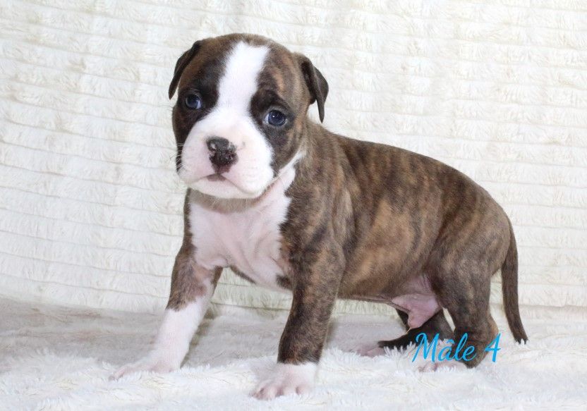 Du Souffle Des Salines - Chiots disponibles - American Staffordshire Terrier