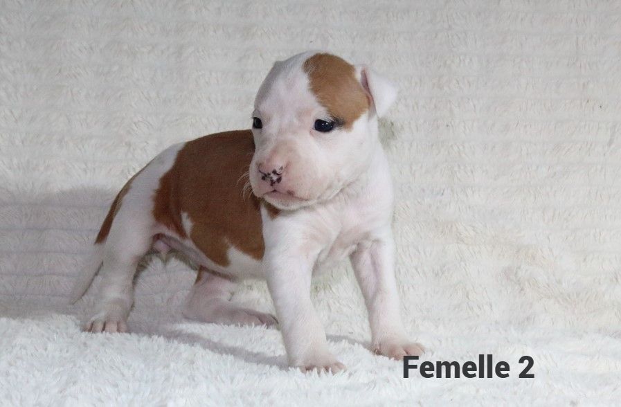 Du Souffle Des Salines - Chiots disponibles - American Staffordshire Terrier