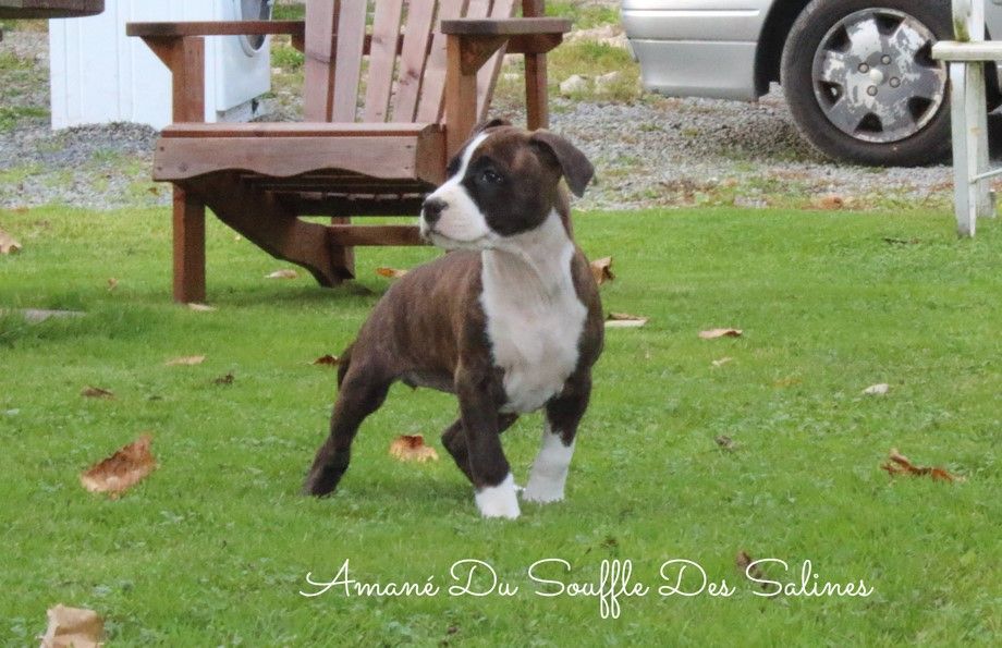 Du Souffle Des Salines - Chiots disponibles - American Staffordshire Terrier
