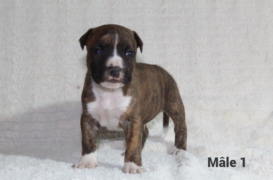 Du Souffle Des Salines - Chiots disponibles - American Staffordshire Terrier