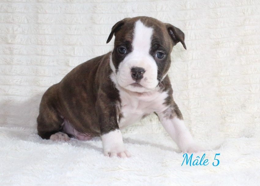 Du Souffle Des Salines - Chiots disponibles - American Staffordshire Terrier