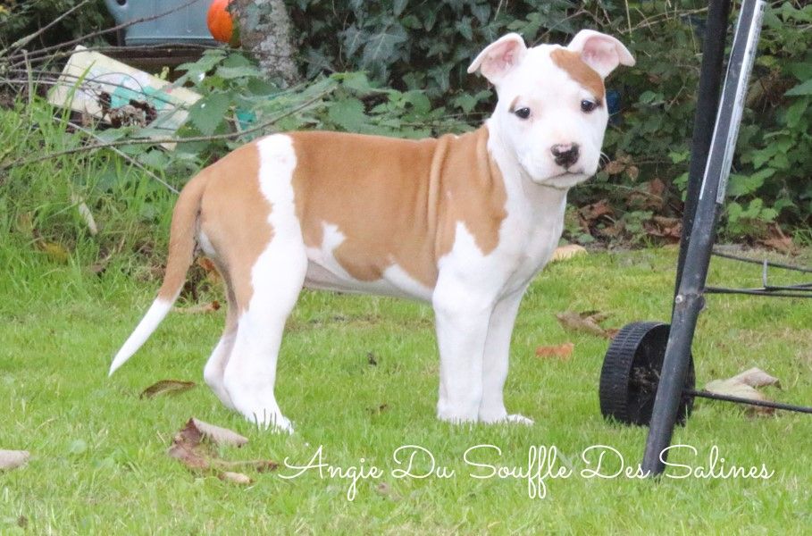 Du Souffle Des Salines - Chiots disponibles - American Staffordshire Terrier