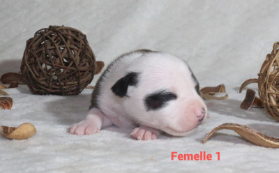 Femelle 1