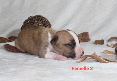 Femelle 2