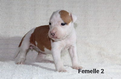 Femelle 2