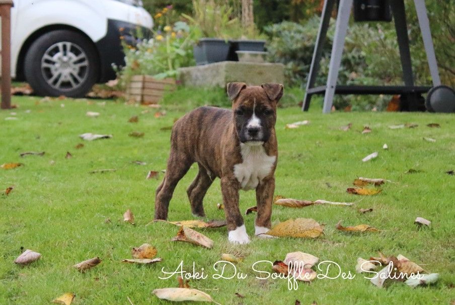 Du Souffle Des Salines - Chiots disponibles - American Staffordshire Terrier
