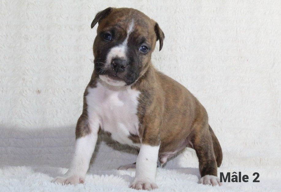 Du Souffle Des Salines - Chiots disponibles - American Staffordshire Terrier