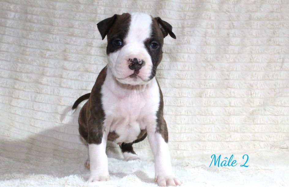 Du Souffle Des Salines - Chiots disponibles - American Staffordshire Terrier