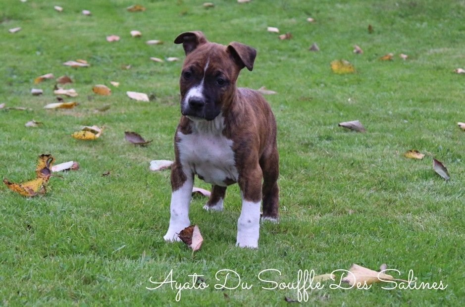 Du Souffle Des Salines - Chiots disponibles - American Staffordshire Terrier